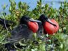 Great Frigatebird males