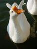 중국거위 Anser cygnoides (Swan Goose) - '과자 주세요!!!'