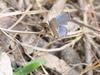 남방부전나비 Pseudozizeeria maha (Pale Grass Blue Butterfly)