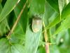 대나무 잎위의 풀색노린재 Nezara antennata (Green Stink Bug)