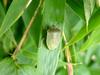 대나무 잎위의 풀색노린재 Nezara antennata (Green Stink Bug)