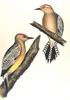 [Drawing] Gila Woodpecker pair (Melanerpes uropygialis)