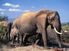 [Daily Photos CD 03] African Elephant mother and calves