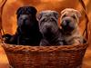 [Daily Photos CD 03] Basket Buddies, Shar-Pei puppies
