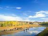 ...[Daily Photos CD 03] American Bison herd, Little Missouri River, Theodore Roosevelt National Par