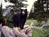 [Daily Photos CD 03] American Black Bear on Stump, Montana
