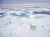 [Daily Photos CD 03] Polar Bear, Svalbard, Norway