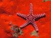 [Daily Photos CD 03] Red Starfish