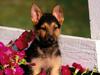 [Daily Photos CD 03] Shepherd Puppy