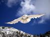 [Daily Photos CD 03] Snowy Owl in Flight