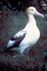Short-tailed Albatross (Diomedea albatrus)