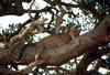 Tanzania - African Leopard (Panthera pardus)