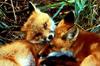 Red Foxes (Vulpes vulpes)