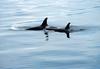 Killer Whales (Orcinus orca)