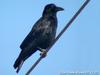 까마귀 Corvus corone (Carrion Crow)