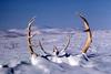Caribou antlers (Rangifer tarandus)