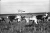 Caribou herd (Rangifer tarandus)