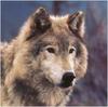 (Gray Wolf) Wolves Calendar 1999 02