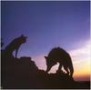 (Gray Wolf) Wolves Calendar 1999 03