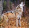 (Gray Wolf) Wolves Calendar 1999 04