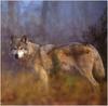 (Gray Wolf) Wolves Calendar 1999 06