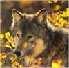 (Gray Wolf) Wolves Calendar 1999 07