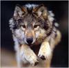 (Gray Wolf) Wolves Calendar 1999 08