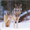 (Gray Wolf) Wolves Calendar 1999 10