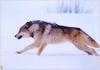 (Gray Wolf) Wolves Calendar 1999 11