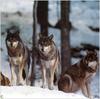 (Gray Wolf) Wolves Calendar 1999 12