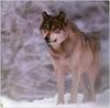 (Gray Wolf) Wolves Calendar 1999 13
