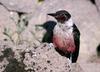 Lewis's Woodpecker (Melanerpes lewis)