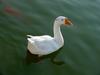 중국거위 Anser cygnoides (Swan Goose)