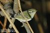 노랑눈썹솔새 Phylloscopus inornatus (Yellow-browed Warbler)