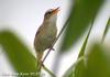 쇠개개비 Acrocephalus bistrigiceps (Black-browed Reed-Warbler)