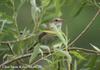 휘파람새 Cettia diphone (Japanese Bush-Warbler)
