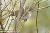 되솔새 Phylloscopus tenellipes (Pale-legged Willow Warbler)