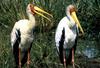 Yellow-billed Stork pair (Mycteria ibis)