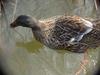 청둥오리 Anas platyrhynchos (Mallard Duck F1)