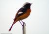 딱새 Phoenicurus auroreus (Daurian Redstart)