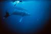 Humpback Whale mother and calf (Megaptera novaeangliae)