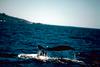 Humpback Whale fluke (Megaptera novaeangliae)