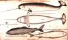 [Drawing] Narwhal (Monodon monoceros)  & Greenland Shark
