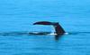 Northern Right Whale fluke (Eubalaena glacialis)