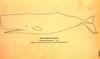 [Drawing] Sperm Whale (Physeter catodon)