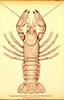 [Drawing] River crayfish (Cambarus affinis)