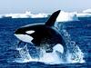 [Gallery CD1] Emerging Killer Whale