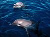 [Gallery CD1] Frolicking Dolphins, Honduras