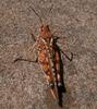 another grasshopper