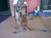 Joey (kangaroo)
